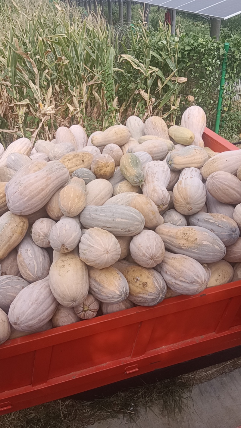 蜜本南瓜基地直发大量供应