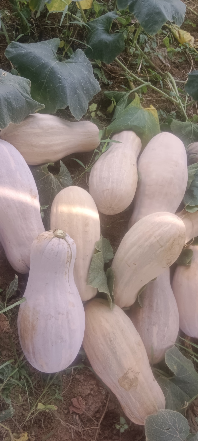 蜜本南瓜基地直发大量供应