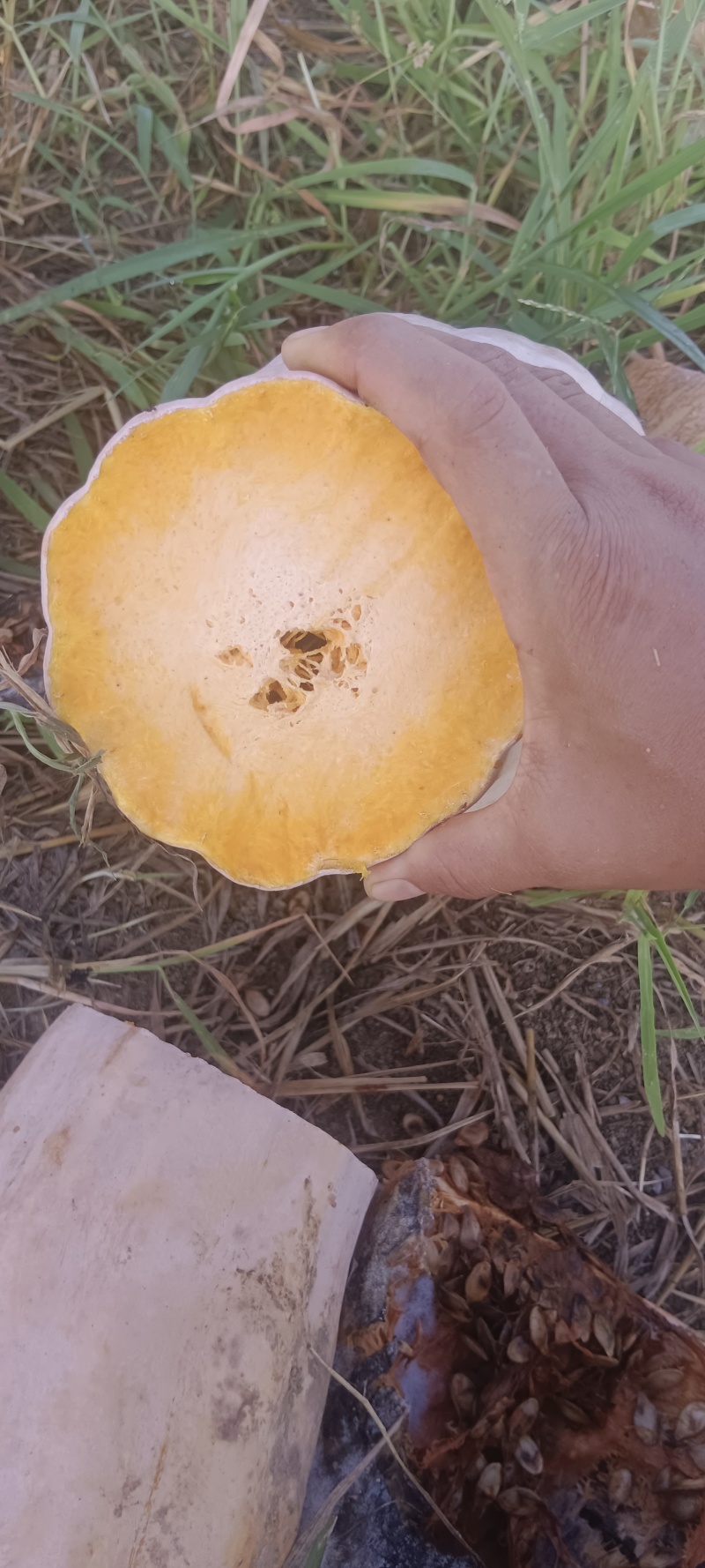蜜本南瓜基地直发大量供应