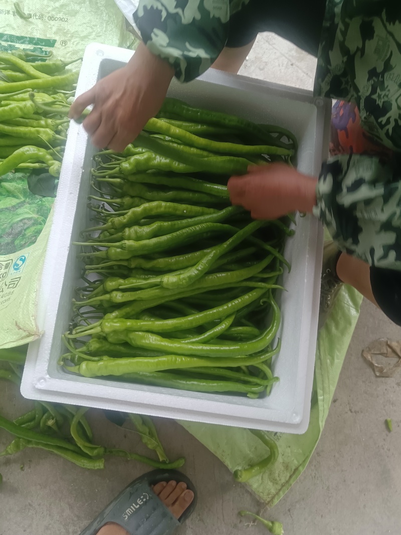 线椒品质保证服务周到产地直发价格美丽