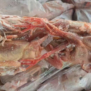 鸽子全净躺