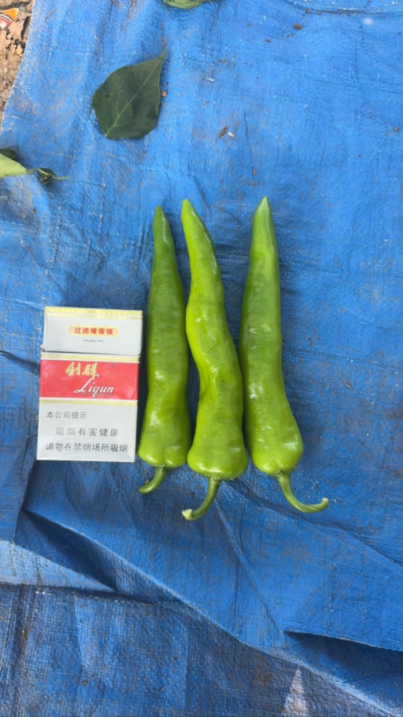 纯精品东北辣妹子仅一家头茬辣妹子