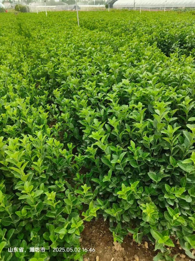 大杯卫矛苗规格齐全产地直供品质保证价格优惠