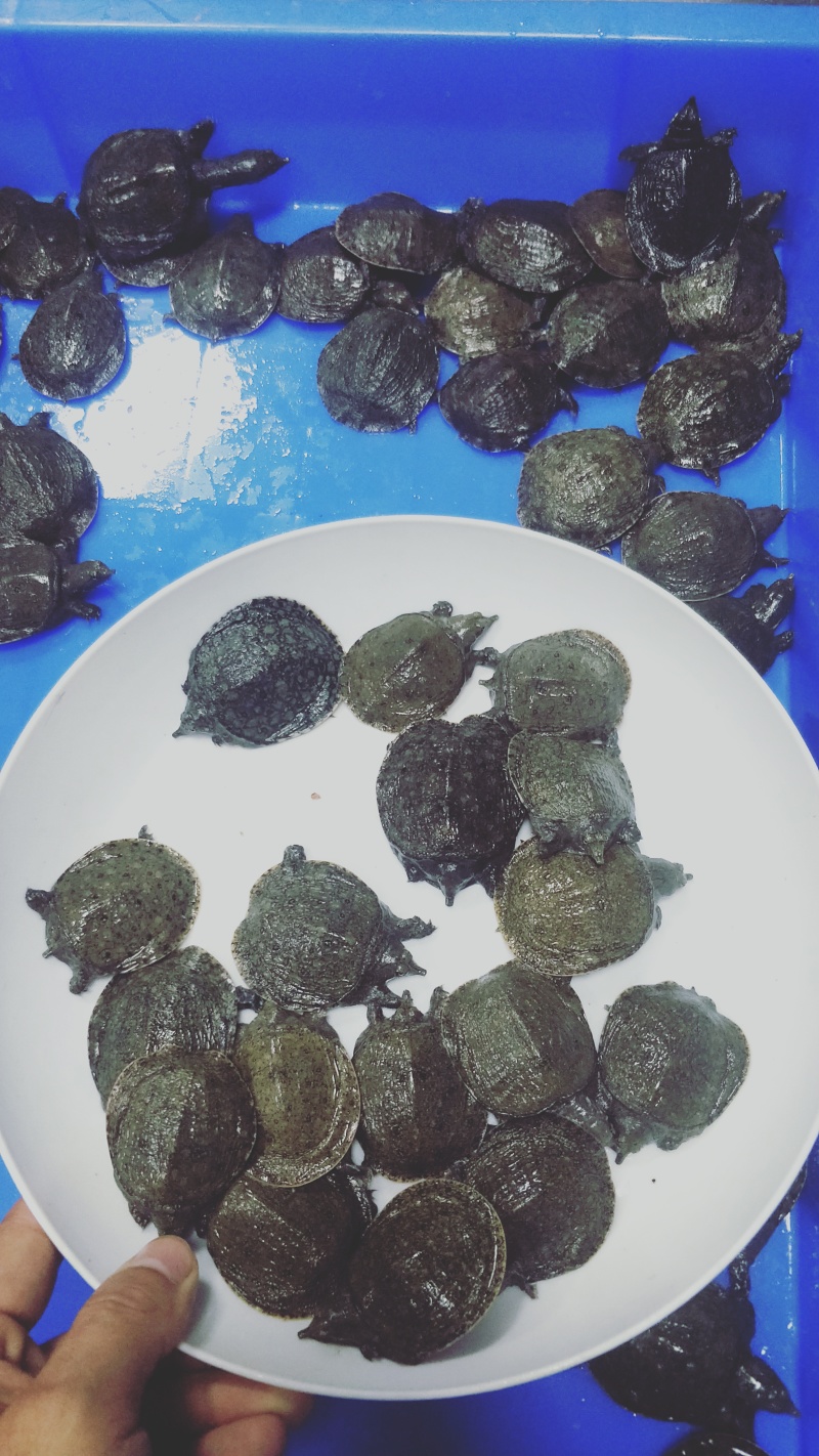 甲鱼苗