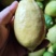 广东香水柠檬无籽