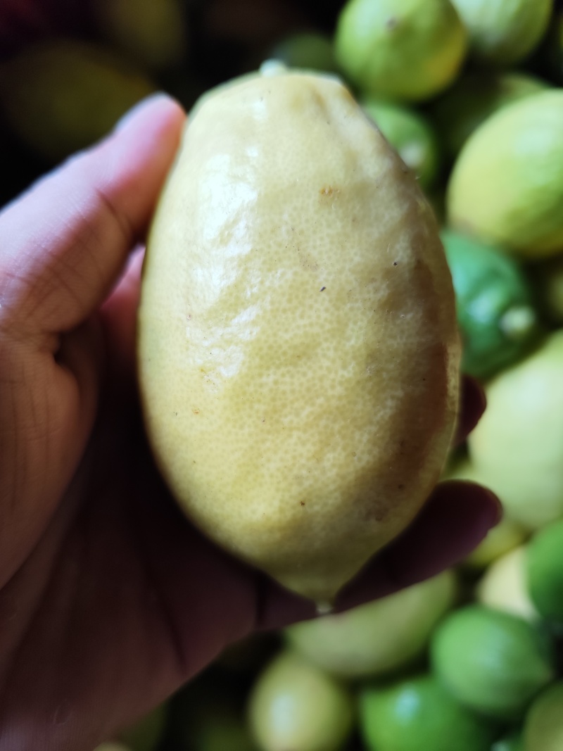 广东香水柠檬无籽
