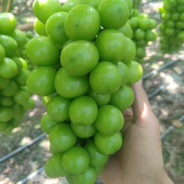 西昌阳光玫瑰大量出货，各种规格，各种价位