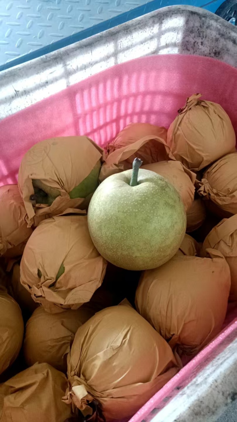 脆甜细嫩多汁现摘应季水果翠冠梨