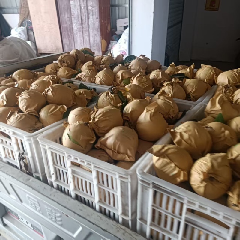 脆甜细嫩多汁现摘应季水果翠冠梨