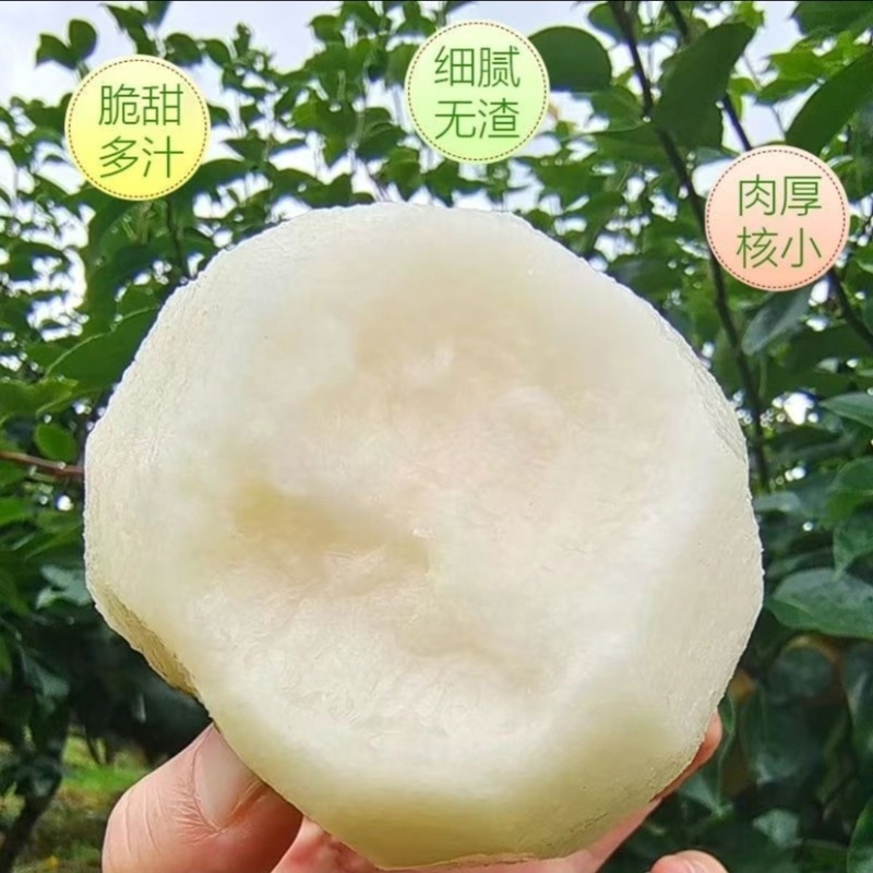 脆甜细嫩多汁现摘应季水果翠冠梨