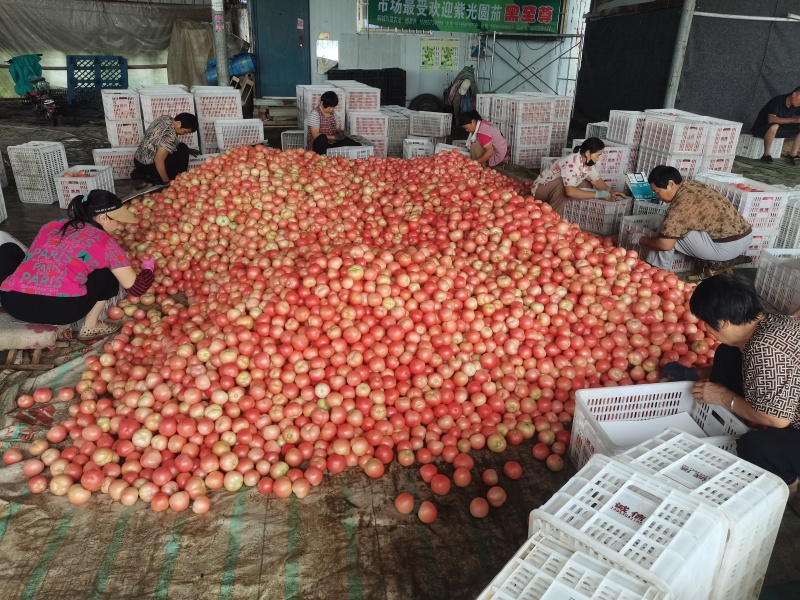 山东聊城西红柿大量供应