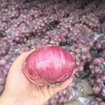 洋葱红皮洋葱优质手选果冷库洋葱