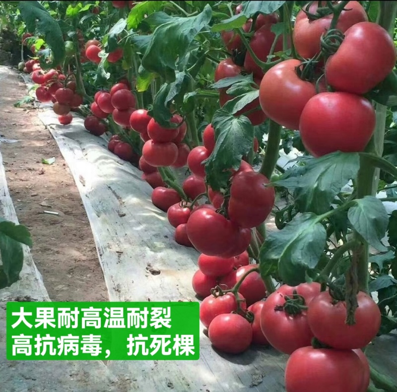 金瑞2号耐热早熟大果硬粉西红柿苗耐裂高产，抗病毒抗灰叶斑