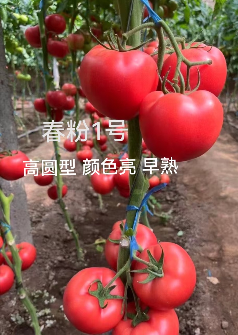 金瑞2号耐热早熟大果硬粉西红柿苗耐裂高产，抗病毒抗灰叶斑