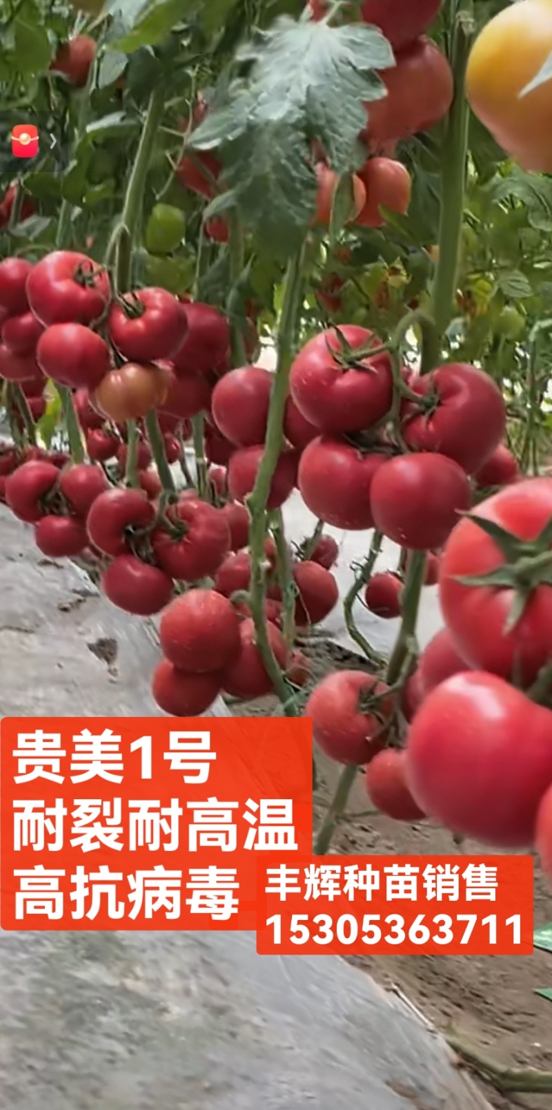 金瑞2号耐热早熟大果硬粉西红柿苗耐裂高产，抗病毒抗灰叶斑