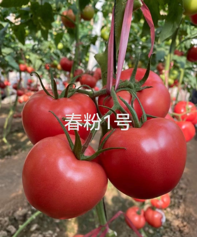 金瑞2号耐热早熟大果硬粉西红柿苗耐裂高产，抗病毒抗灰叶斑