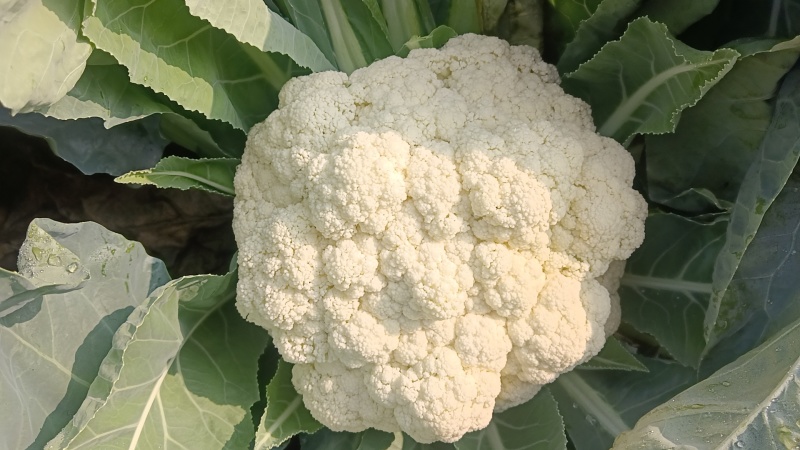 正品保障菜花产地直发量大优惠