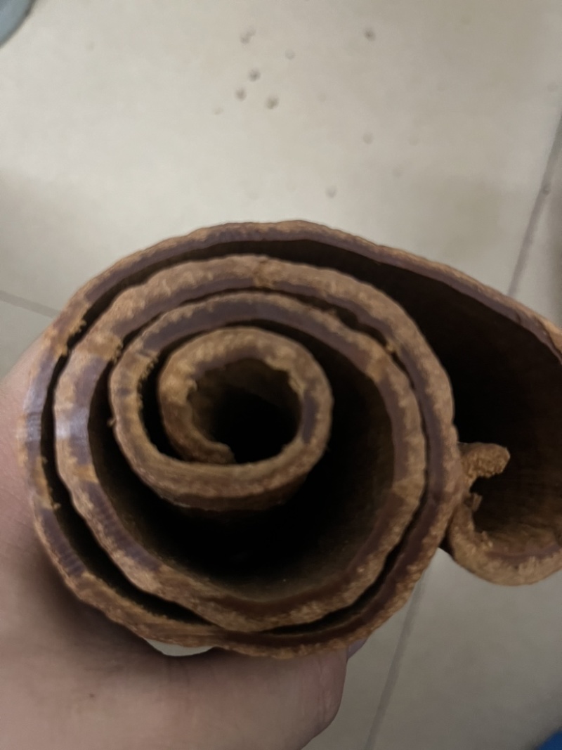 广西油桂，紫油桂，产地直发大量有货欢迎各位老板咨询采购