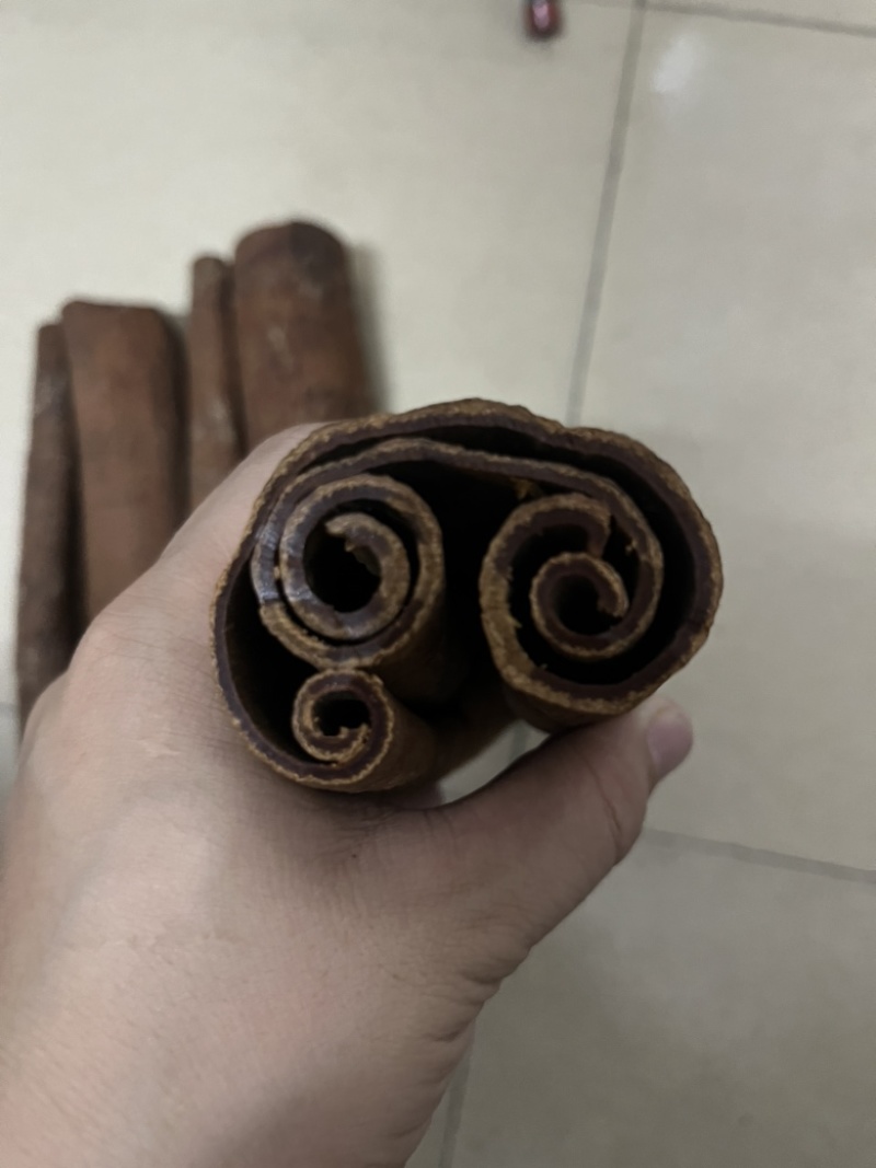 广西油桂，紫油桂，产地直发大量有货欢迎各位老板咨询采购