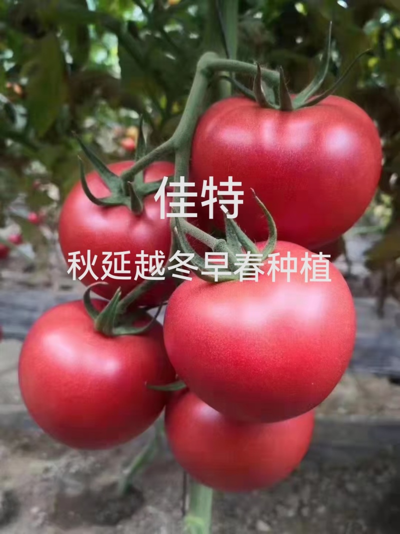 金瑞2号耐热早熟大果硬粉西红柿苗耐裂高产，抗病毒抗灰叶斑