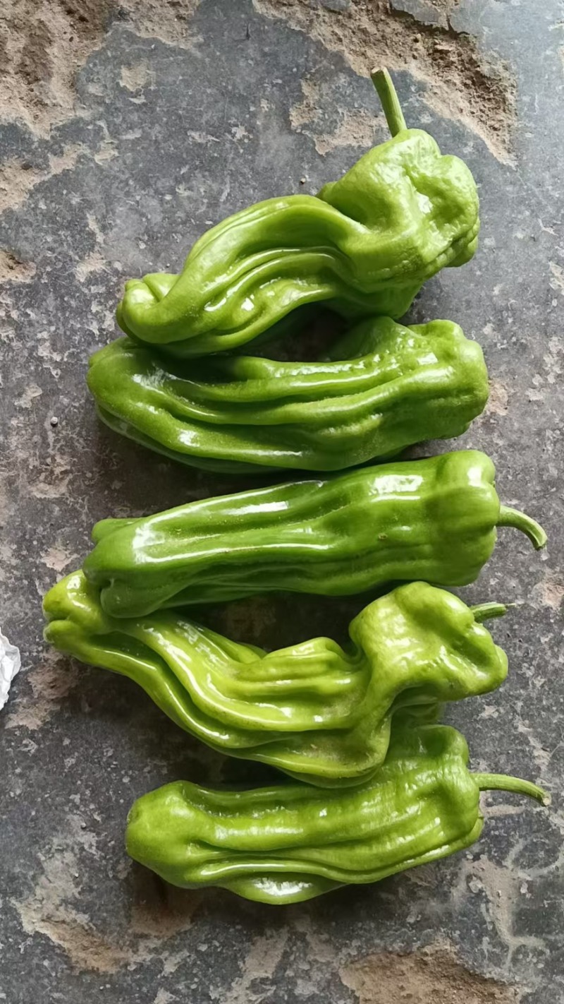 芜湖椒应县芜湖椒精品上市质量保证一手货源价格优惠欢迎老板