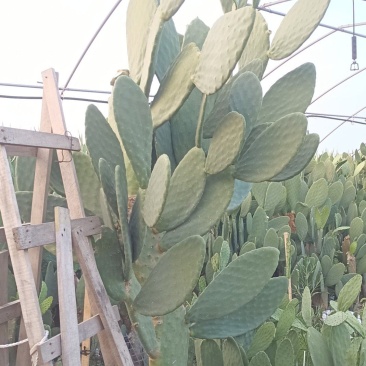 仙人掌原浆带皮/去皮/切块/原浆定制