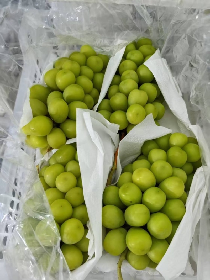 【精】阳光玫瑰陕西渭南阳光玫瑰颗粒饱满汁水充足