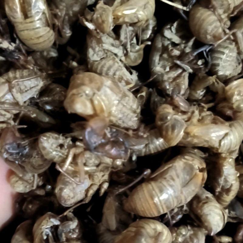 蝉蜕，山东货，中个，无土，无泥沙很干净，用心卖每一斤货。