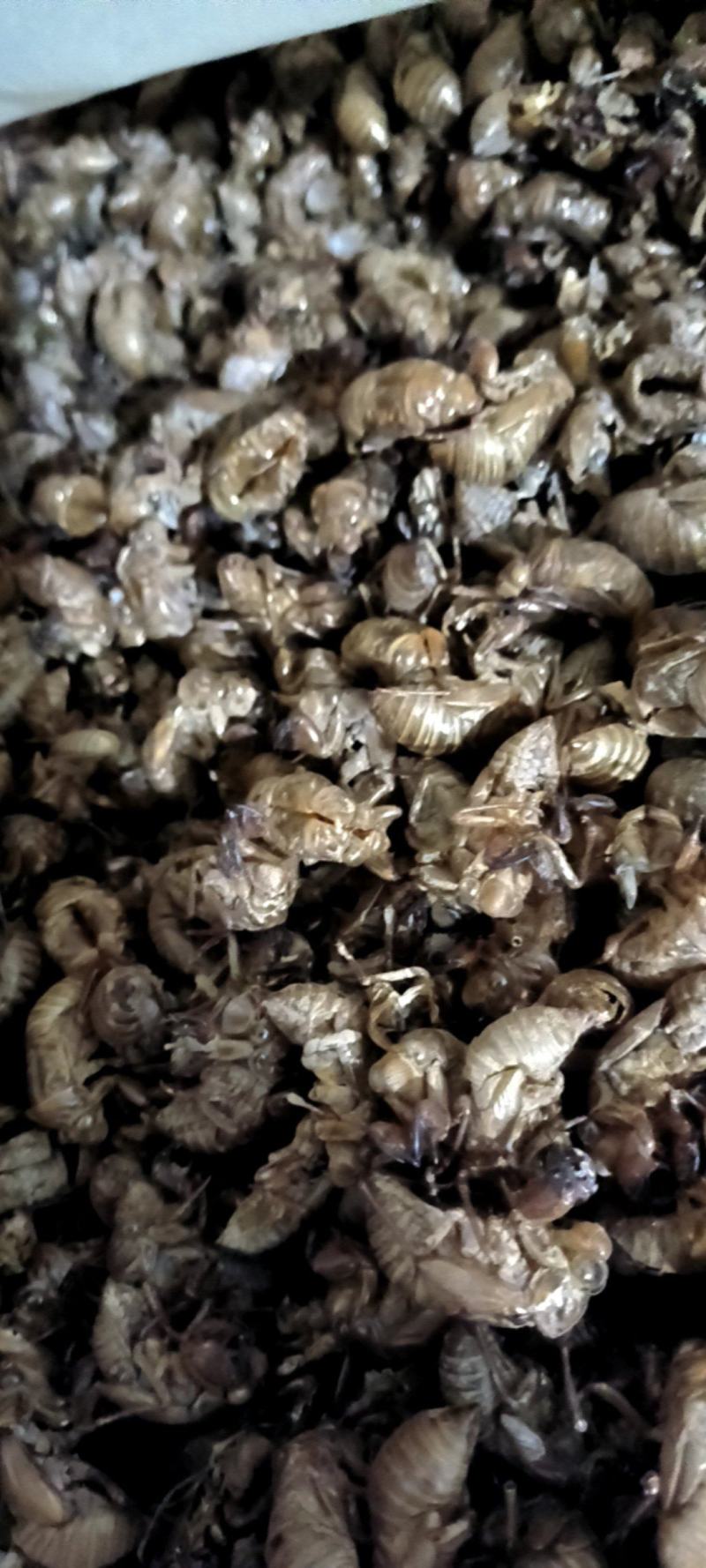 蝉蜕，山东货，中个，无土，无泥沙很干净，用心卖每一斤货。