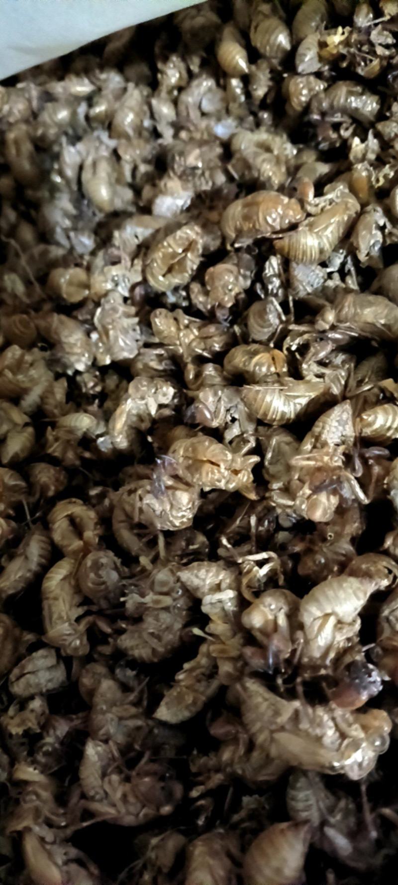 蝉蜕，山东货，中个，无土，无泥沙很干净，用心卖每一斤货。