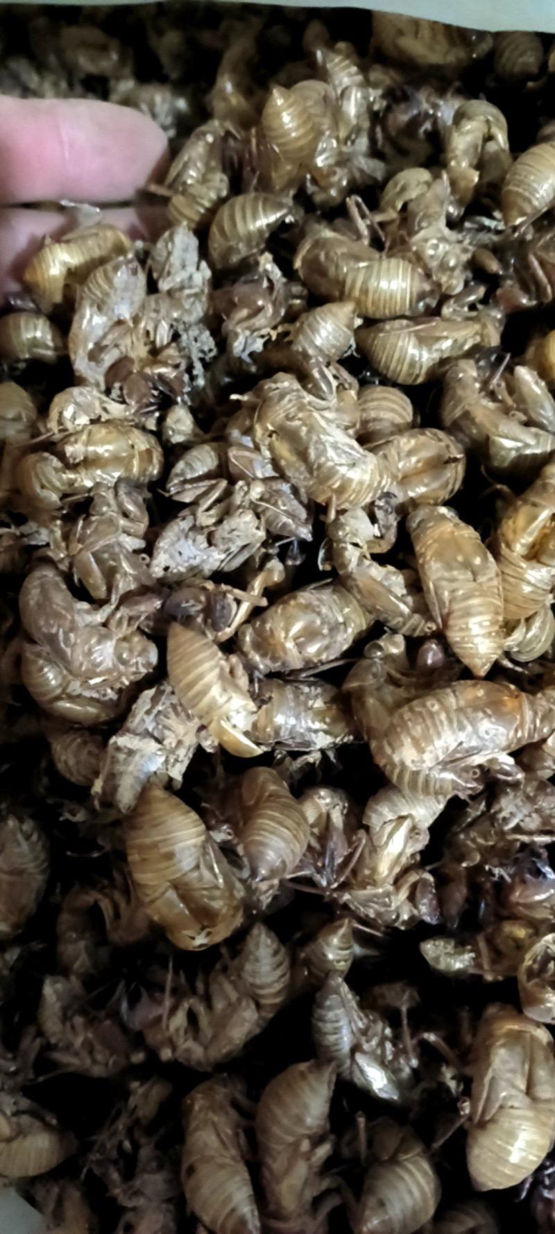 蝉蜕，山东货，中个，无土，无泥沙很干净，用心卖每一斤货。
