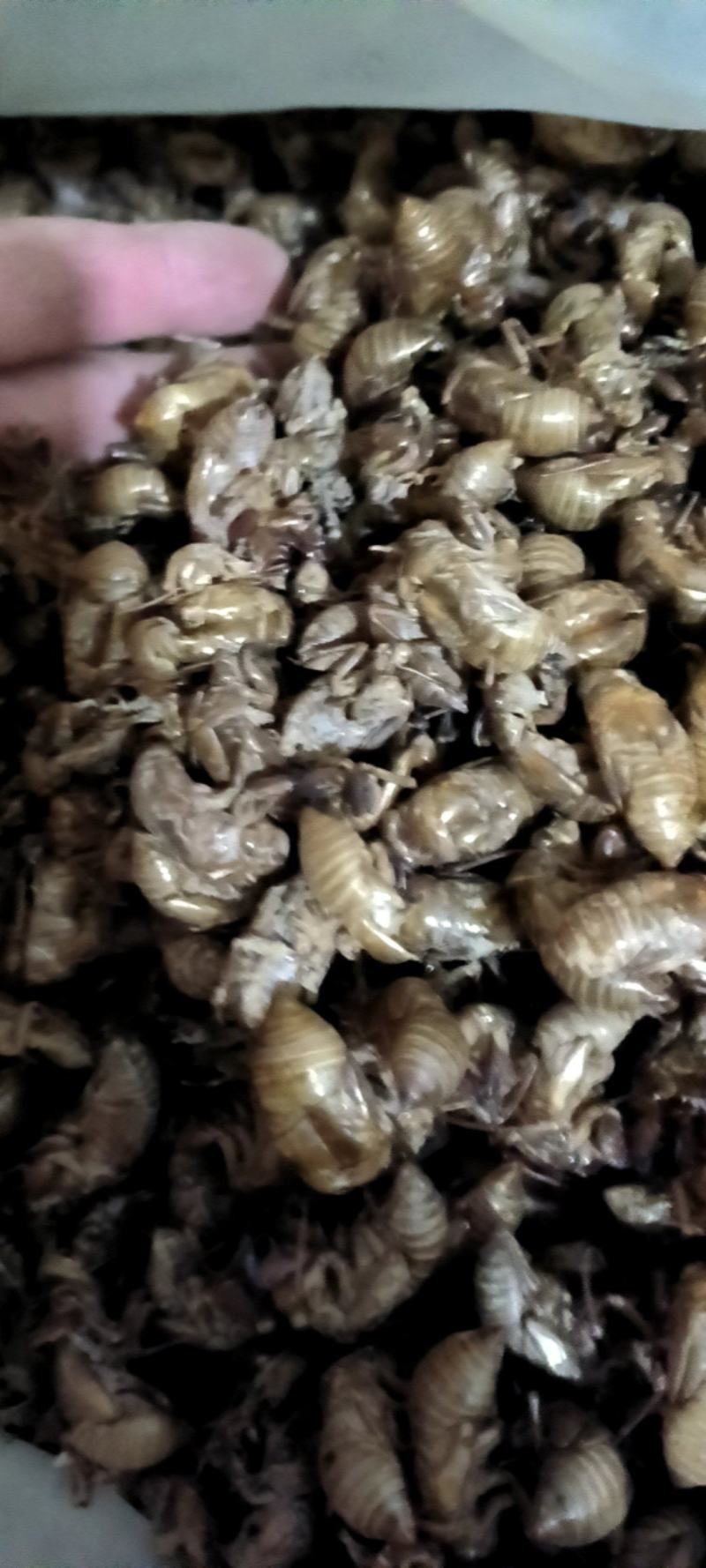 蝉蜕，山东货，中个，无土，无泥沙很干净，用心卖每一斤货。