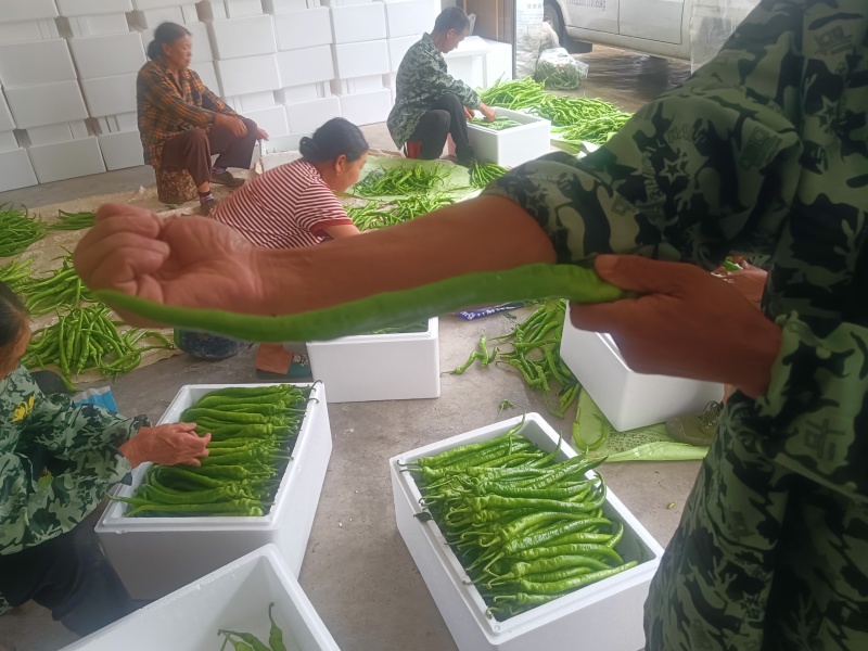 线椒品质保证服务周到产地直发价格美丽