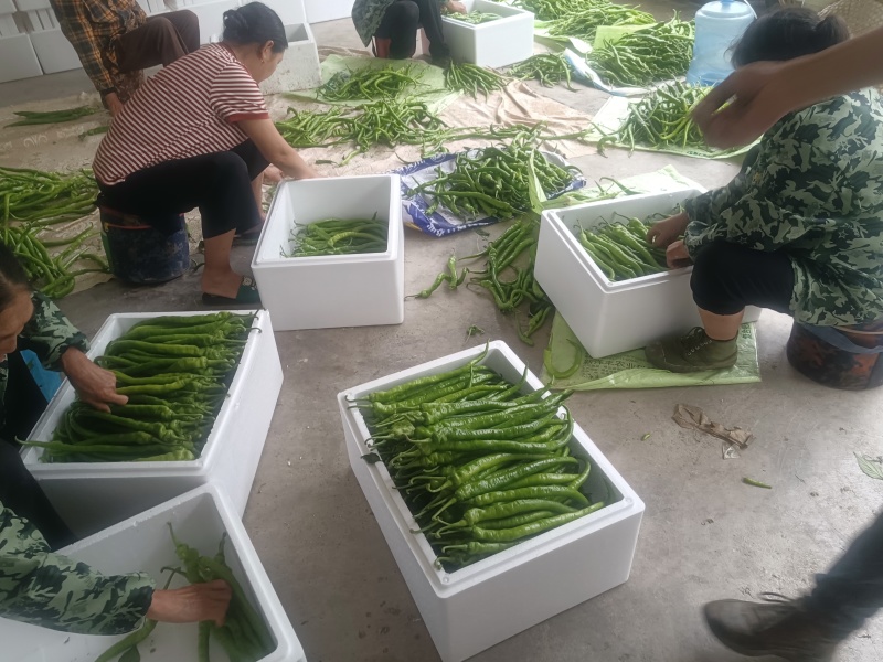 线椒品质保证服务周到产地直发价格美丽