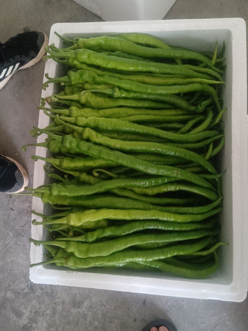 线椒品质保证服务周到产地直发价格美丽