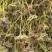 野生蛇床子货源充足保质保量全国发货欢迎随时电话联系