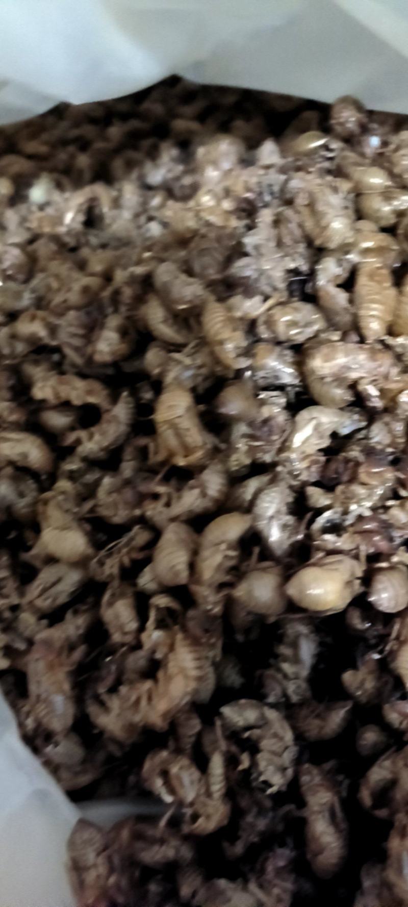 蝉蜕，山东货，中个，无土，无泥沙很干净，用心卖每一斤货。