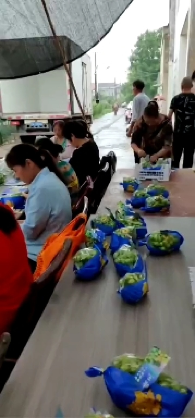 阳光玫瑰