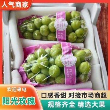 【精】阳光玫瑰陕西渭南阳光玫瑰颗粒饱满汁水充足