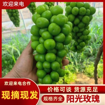 陕西阳光玫瑰葡萄皮薄肉厚,基地直发供应全国质量保证
