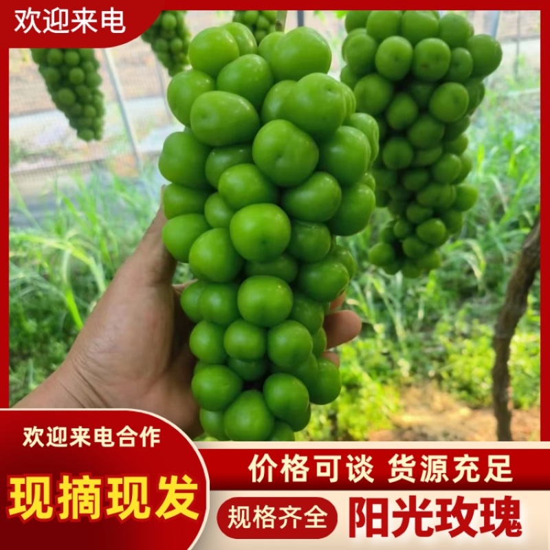 陕西阳光玫瑰葡萄皮薄肉厚，基地直发供应全国质量保证