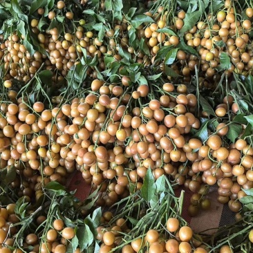 ＃黑金刚黄皮＃市场果＃渠道果＃一级果泡沫箱黑胶框