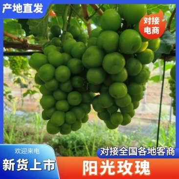 阳光玫瑰产地直发，货量充足口感香甜规格齐全