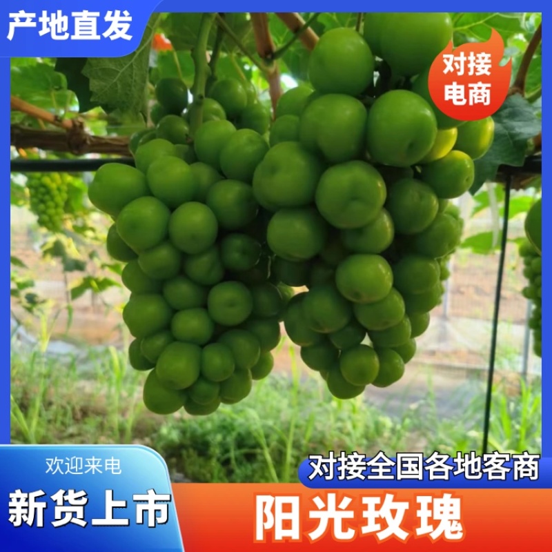 阳光玫瑰产地直发，货量充足口感香甜规格齐全