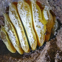 蜂蜜土蜂蜜野生土蜂蜜现挖现发一手货源欢迎咨询
