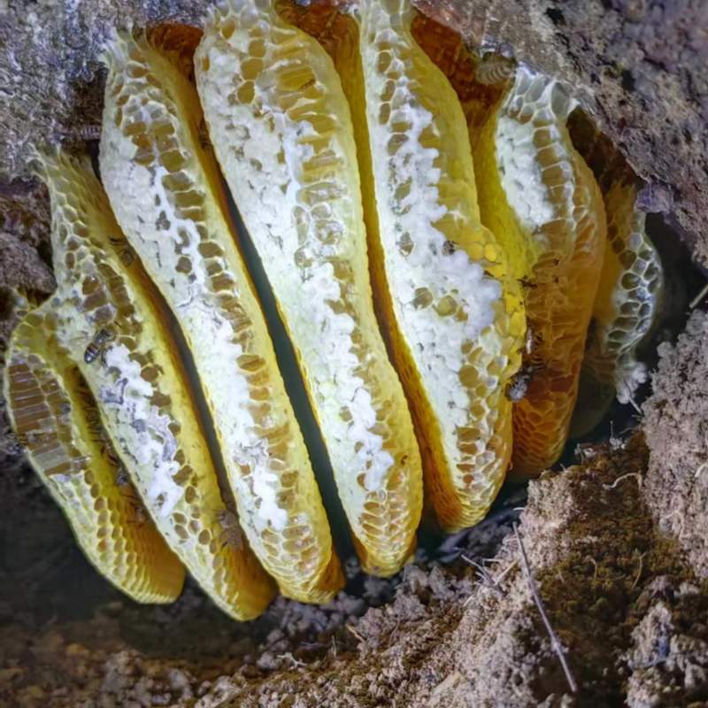 蜂蜜土蜂蜜野生土蜂蜜现挖现发一手货源欢迎咨询