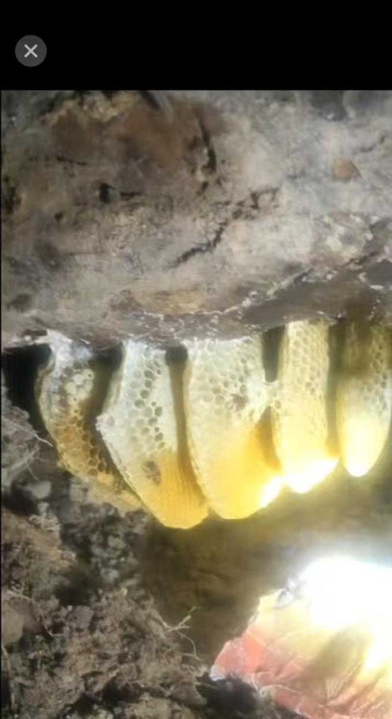 蜂蜜土蜂蜜野生土蜂蜜现挖现发一手货源欢迎咨询