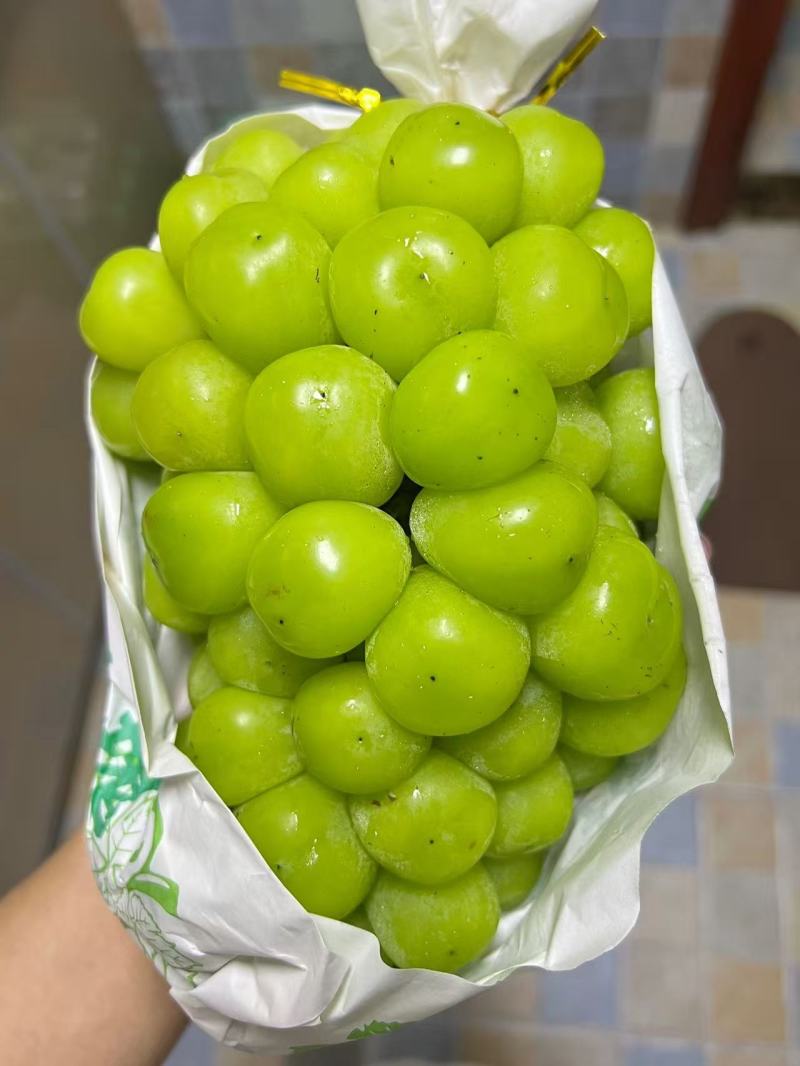 阳光玫瑰