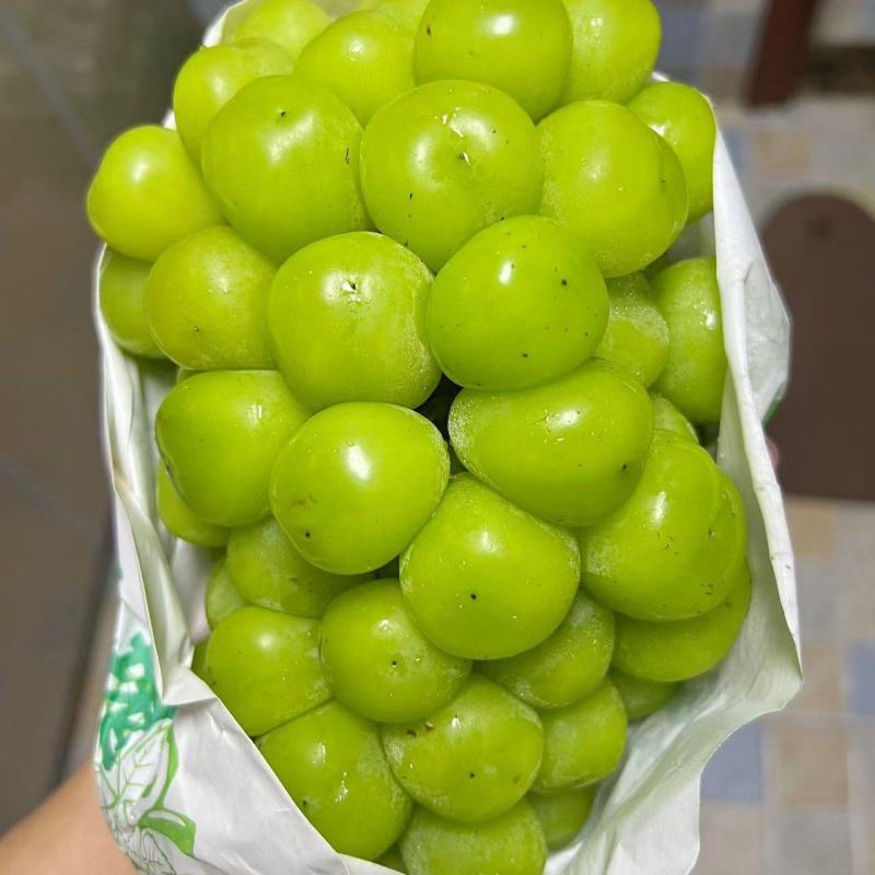 阳光玫瑰
