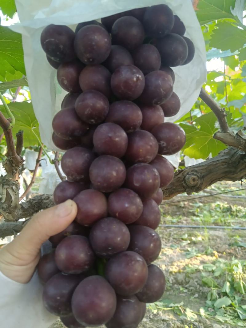 常州夏黑葡萄